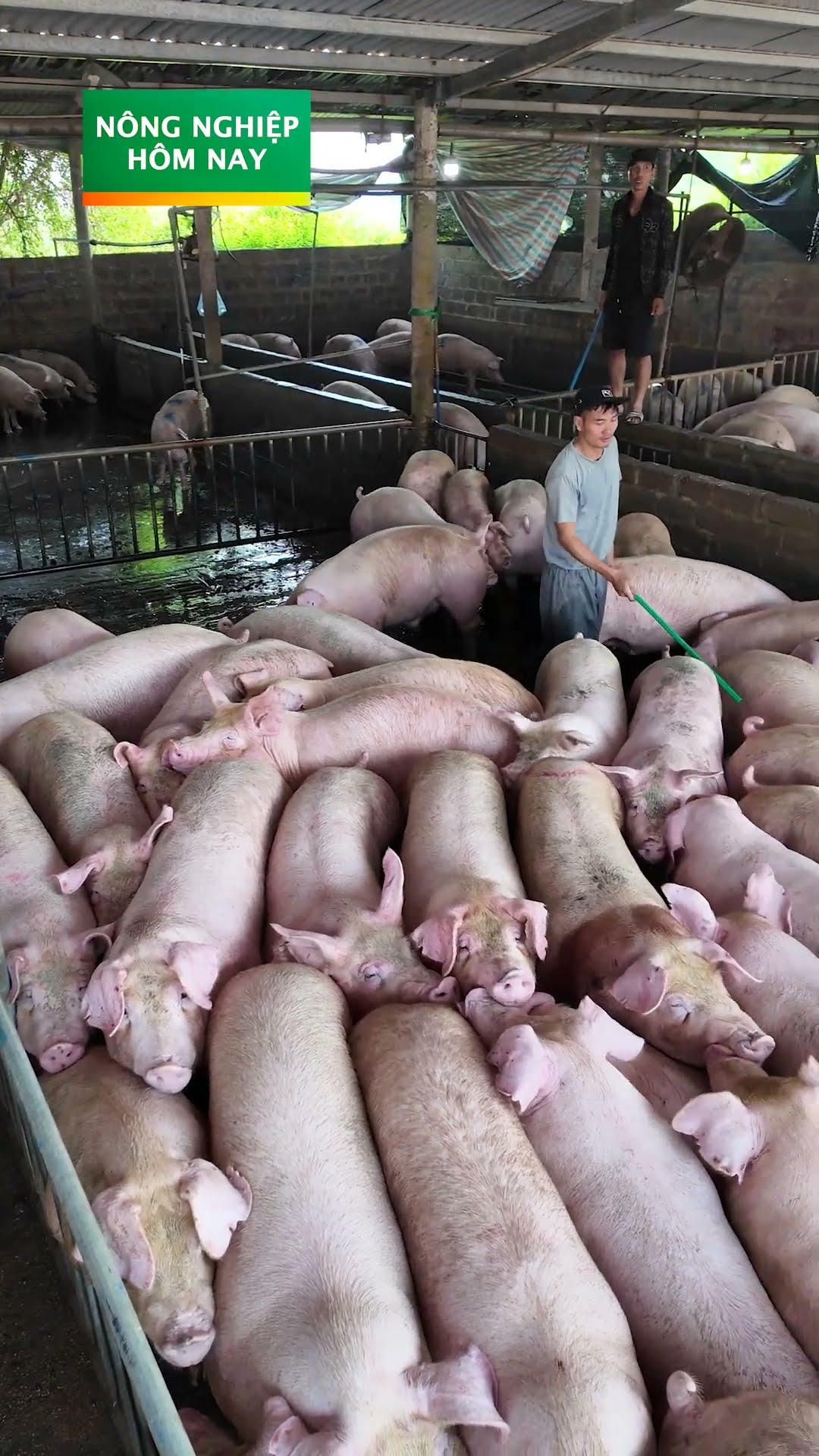 Nuôi heo đón Tết bội thu